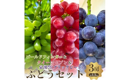 夏一番3色3房セット　ゴールドフィンガーとクイーンセブンと泉湧誉の3房セット [№5385-0495] 2135283 - 大阪府岸和田市