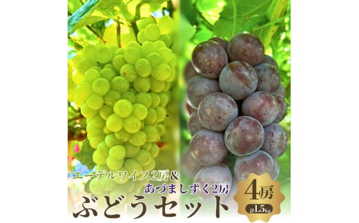 夏一番　あづましずく2房+エーデルワイス2房　4房セット [№5385-0493] 2135281 - 大阪府岸和田市