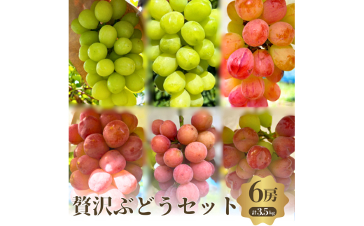 贅沢ぶどうセット4種6房詰め合わせ [№5385-0510]