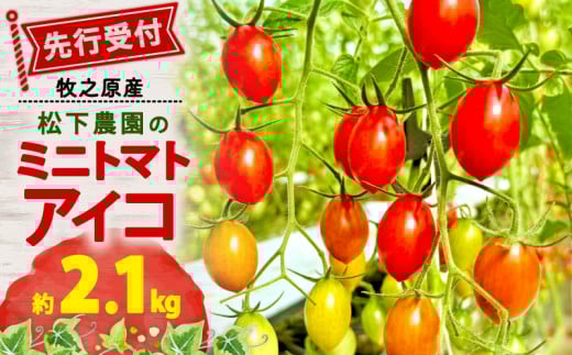 松下農園 の ミニトマトアイコ 2.1kg ミニトマト アイコ とまと トマト 夏 新鮮 野菜 完熟 サラダ 農家直送 松下農園 牧之原市 静岡県