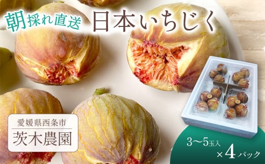 [先行予約] 朝どりそのまま直送 「 日本いちじく 」 2025年7月下旬〜10月頃発送 茨木農園 いちじく 日本いちじく 朝採れ 産地直送 愛媛県 西条市 [オンライン決済限定]