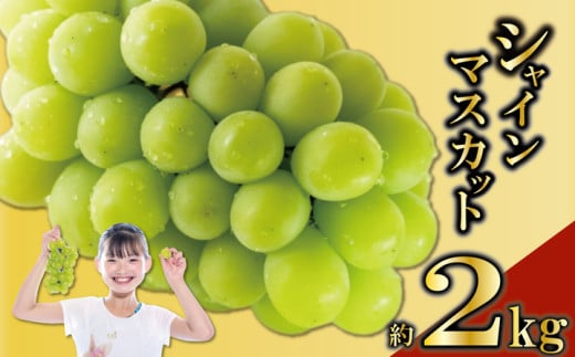 先行予約 シャインマスカット 2kg (2～5房)  ぶどう 葡萄 ブドウ フルーツ 果物 くだもの 果実 フルーツ 旬 旬の果物 デザート スイーツ おやつ ゼリー ジュース 人気果物 人気フルーツ ランキング 香川 丸亀 2025年8月末から発送