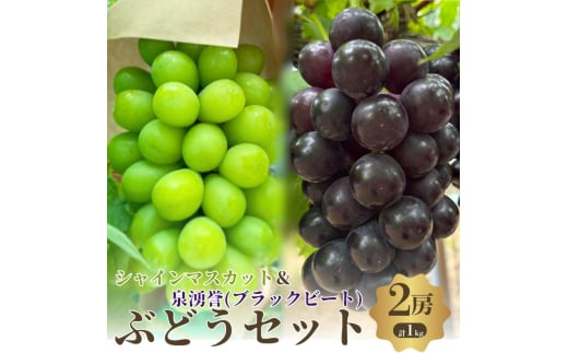 夏一番　シャインマスカット翡翠+泉湧誉　2房セット [№5385-0494] 2135282 - 大阪府岸和田市