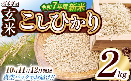 [栃木県共通返礼品][先行予約][10月発送][数量限定]令和7年度新米 栃木県産こしひかり(玄米真空パック) 2kg | 玄米 精米 お米 コメ こしひかり 先行予約 ブランド米 栃木県 特産品 下野市 送料無料