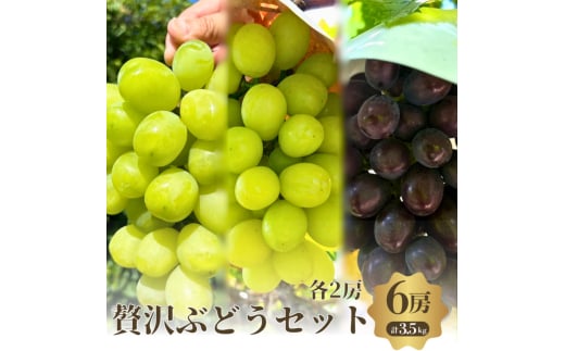 贅沢シャイン品種のぶどうセット　3種6房詰め合わせ [№5385-0511]