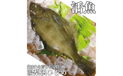 351K.湯梨浜ひらめ