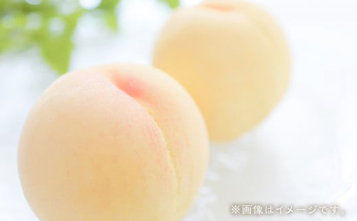 【訳あり】岡山白桃（家庭用）1.2kg以上  サイズ不揃い【2025年7月上旬～2025年8月下旬迄発送】 もも 桃 モモ 4～7玉 フルーツ 果物 岡山県 倉敷市 2134500 - 岡山県倉敷市