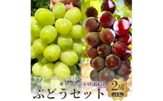おすすめ感謝セット　マッターホルン+キリマンジャロ　2房セット [№5385-0497] 2135285 - 大阪府岸和田市