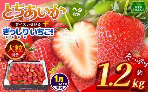 【栃木県共通返礼品】【1~3月発送分】【先行予約】ぎっしり とちあいか 大粒（サイズ不揃い） 約1.2kg | いちご とちあいか ぎっしり サイズ 不揃い 大粒 新鮮 甘い  数量 限定 美味しい 果物 共通返礼品 フルーツ デザート 栃木県 那珂川町 送料無料 1660857 - 栃木県那珂川町