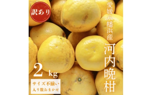 《果汁たっぷりジューシー》産地直送 愛媛八幡浜産 訳あり 河内晩柑 2kg＜A20-88＞【1625427】