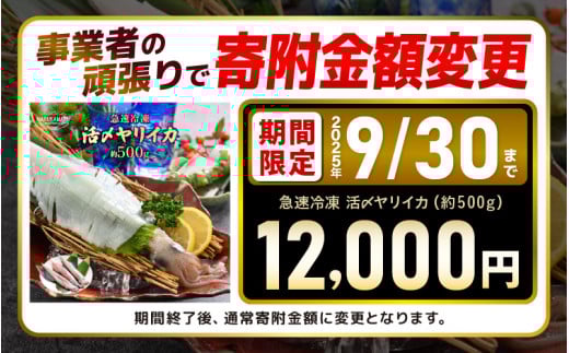 福井県美浜町のふるさと納税 イカ お刺身で食べる 天然 ヤリイカ 約500g 入手困難 活きたイカをご提供している漁師が活〆！急速冷凍 鮮度格別！若狭湾 福井 地物 海鮮 個別包装 真空パック 刺身 イカ丼 いか丼 焼きイカ 焼きいか 姿焼き 煮付け フライ 炒め物 [m36-a022]