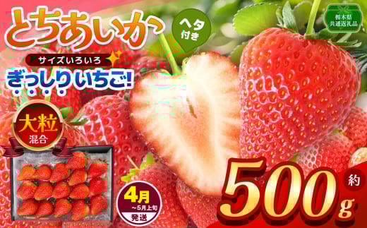 【栃木県共通返礼品】【4~5月発送分】【先行予約】訳あり ぎっしり とちあいか 大粒（サイズ不揃い） 約500g | いちご とちあいか ぎっしり サイズ 不揃い 大粒 新鮮 甘い 数量 限定 美味しい 果物 共通返礼品 フルーツ デザート 栃木県 那珂川町 送料無料