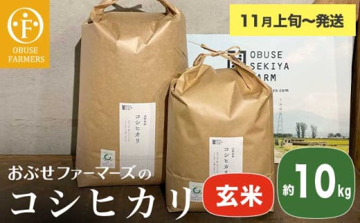 コシヒカリ 玄米  約10kg ［ おぶせファーマーズ ］ お米 コメ おこめ ご飯 精米 長野県産 【2025年11月上旬～発送】 ［FK-14］ 2030304 - 長野県小布施町