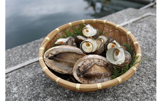 【数量限定】佐田岬海士のあわび・さざえセットB ※北海道・東北地方・沖縄・離島への配送不可 【 ふるさと納税 人気 おすすめ ランキング あわび 鮑 赤あわび アワビ さざえ サザエ 海鮮 セット 詰め合わせ 佐田岬 愛媛県 伊方町 送料無料 】 IKTJ002