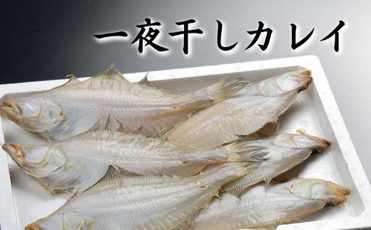 美味い、脂の乗った浜坂産一夜干しかれい　約1.0kg　5～8枚入【1561770】