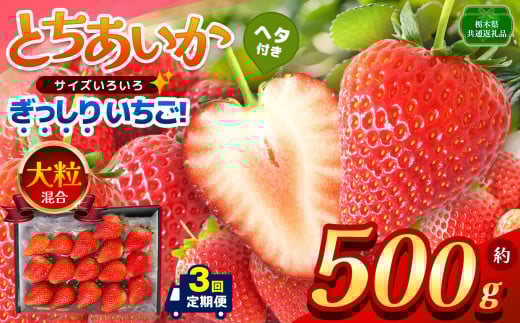 【栃木県共通返礼品】【定期便3回】【先行予約】ぎっしり とちあいか 大粒（サイズ不揃い） 約500g | いちご とちあいか ぎっしり サイズ 不揃い 大粒 新鮮 甘い 数量 限定 美味しい 果物 共通返礼品 フルーツ デザート 栃木県 那珂川町 送料無料