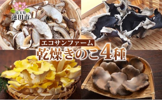 乾燥キノコ4種セット 干ししいたけ 干しきくらげ 干したもぎ茸 干しあわび茸 乾物 食物繊維 国産 お取り寄せ グルメ こだわり 簡単調理 ビタミン きのこ ヘルシー 送料無料 埼玉県 蓮田市