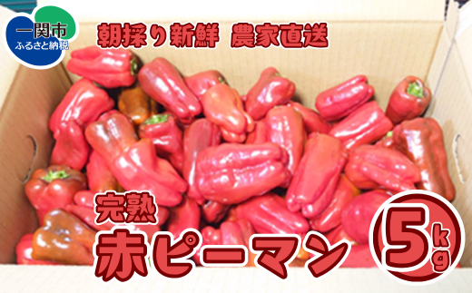 《先行予約 9月～順次発送》【訳あり】ふぞろい赤ピーマン 5kg《朝採り新鮮／農家直送》