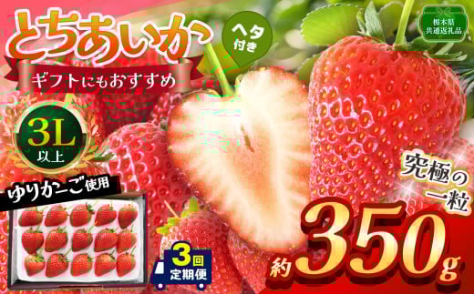 【栃木県共通返礼品】【定期便3回】【先行予約】とちあいか 3L以上ホール詰め 350g | いちご とちあいか 香貴 朝採れ 大粒 新鮮 甘い  数量 限定 美味しい 果物 共通返礼品 フルーツ デザート 栃木県 那珂川町 送料無料