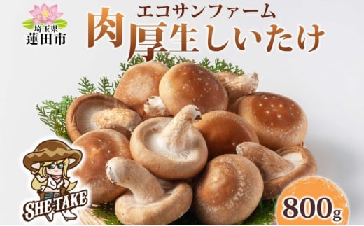 しいたけ800g (100g×8) 菌床 肉厚 生しいたけ ジューシー 小分け 食物繊維 国産 お取り寄せ グルメ こだわり しいたけ 椎茸 シイタケ きのこ ヘルシー エコサンファーム 送料無料 埼玉県 蓮田市