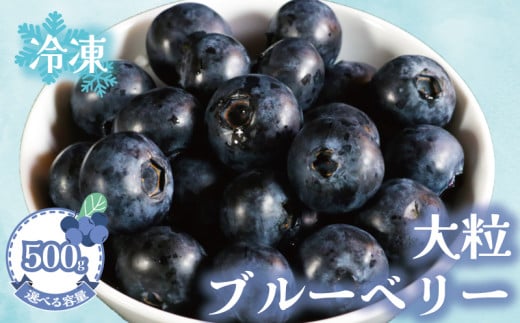 冷凍ブルーベリー 【選べる容量】約500g（1袋500g） ブルーベリー 冷凍 フルーツ 大粒 特大 美容 健康 ダイエット 冷凍食品 デザート 果物 くだもの スムージー 朝食 ジャム ヨーグルト チーズケーキ クレープ タルト お菓子 トッピング 贈答 プレゼント 10000円 国産 お取り寄せ グルメ ふるさと納税 送料無料 銚子産 千葉県 銚子市 アグリモバード 2133693 - 千葉県銚子市