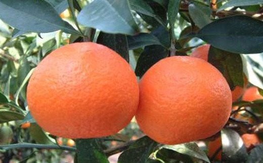 【先行予約】【数量限定】【贈答用】限定100ケース！紅まどんな（生果2.5kg/L～2Lサイズ）※離島への配送不可（2025年12月上旬～2026年1月下旬頃に順次発送予定） 【 ふるさと納税 人気 おすすめ ランキング 柑橘 みかん ミカン 紅まどんな mikan 蜜柑 果物 フルーツ 贈答 贈答用 プレゼント ギフト 愛媛県産 愛媛県 伊方町 送料無料 】 IKTBD002