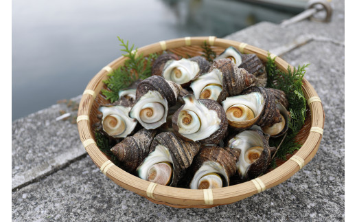 【数量限定】佐田岬海士のさざえ2kg ※北海道・東北地方・沖縄・離島への配送不可 【 ふるさと納税 人気 おすすめ ランキング さざえ サザエ 海鮮 佐田岬 愛媛県 伊方町 送料無料 】 IKTJ003