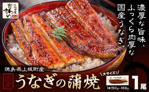 うなぎ屋かわすい 国産うなぎの蒲焼 1尾 (1尾150g-169g) 川口水産株式会社《30日以内に出荷予定(土日祝除く)》徳島県 上板町 鰻 うなぎ ウナギ 鰻の蒲焼き 蒲焼 蒲焼き 国産 2095314 - 徳島県上板町
