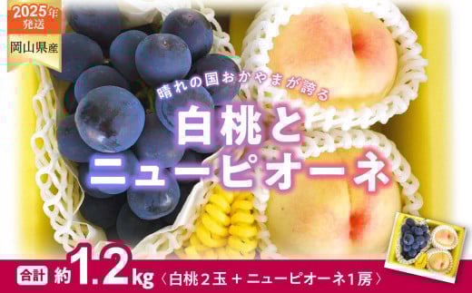pp-104　白桃 ニューピオーネ 約1.2kg 桃２玉 ぶどう１房 岡山県産  御中元 ギフト 御礼 プレゼント 御礼 御祝 御供 果物 くだもの フルーツ