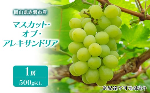 ぶどう 2025年 先行予約 マスカット・オブ・アレキサンドリア 1房 500g以上 ブドウ 葡萄 岡山県 赤磐市産 フルーツ 果物 ギフト 果物類 種あり品種