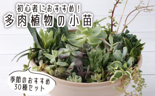 多肉植物の小苗30本セット(30種類アソート)高知県産 自然 ナチュラル インテリア かわいい 雑貨 プレゼント ギフト 癒やし