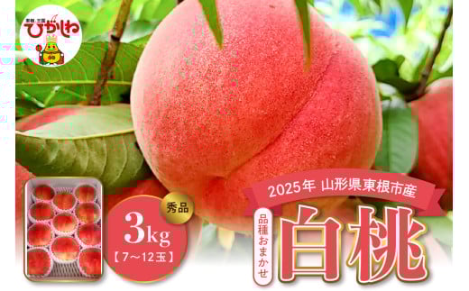 2025年産 白桃(品種おまかせ) 3kg みのる果樹園提供 山形県 東根市 hi063-003-1