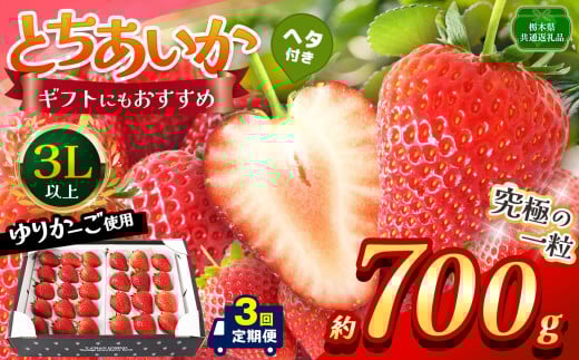 【栃木県共通返礼品】【定期便3回】【先行予約】とちあいか 3L以上ホール詰め 700g | いちご とちあいか 香貴 朝採れ 大粒 新鮮 甘い  数量 限定 美味しい 果物 共通返礼品 フルーツ デザート 栃木県 那珂川町 送料無料