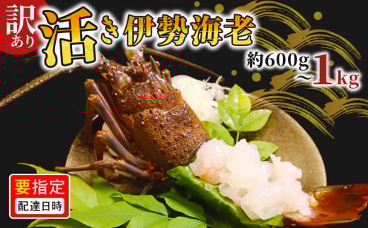 ＼最短7営業日以内発送/ 訳あり 活き伊勢海老 選べる 600g ~ 1kg 伊勢エビ 海老 活 プリっぷり 生 活き 伊勢えび 九十九里 イセエビ エビ プリプリ ぷりぷり 特選 刺身 生食用 海鮮 新鮮 高級 人気 国産 天然 安全 安心 直送 お祝い ギフト おすすめ 送料無料 冷蔵 ふるさと納税 千葉県 旭市 株式会社 幻屋 mby