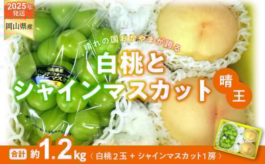 CT-7　白桃 シャインマスカット 晴王 約1.2kg 桃２玉 ぶどう１房 岡山県産  御中元 ギフト 御礼 プレゼント 御礼 御祝 御供 果物 くだもの フルーツ 2137314 - 岡山県和気町