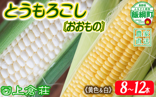 信州産 朝採り 【 黄色 と 白 mix セット 】 白と黄色のとうもろこしセット とうもろこし 8本 ～ 12本 ( 品種おおもの ) 上倉荘 配送先は本州限定 2025年8月上旬頃から2025年9月中旬頃まで順次発送予定 信州 トウモロコシ コーン おおもの 野菜 黄色 白色 イエロー ホワイト 13500円 長野県 飯綱町 [2015]
