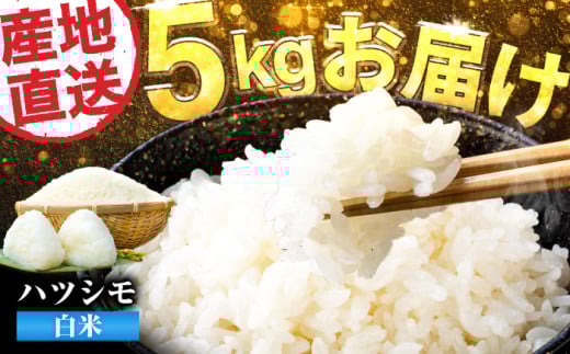【令和6年度産】岐阜県産米ハツシモ5kg ハツシモ 白米 精米 米　岐阜市 / 藍川ファーム [ANHI001] 2135609 - 岐阜県岐阜市