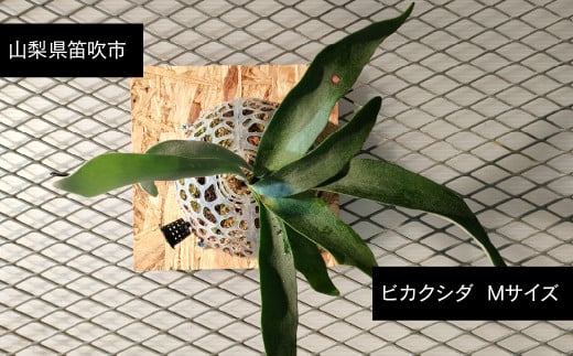 ビカクシダ  Mサイズ  232-002  【3月～11月発送】 ふるさと納税 ヒガクシダ 植物 観葉植物 インテリア