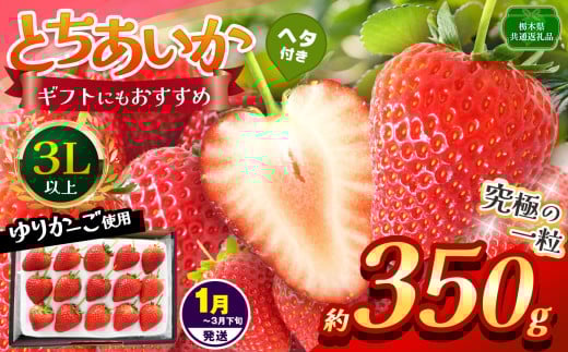 【栃木県共通返礼品】【1~3月発送分】【先行予約】とちあいか 3L以上ホール詰め 350g | いちご とちあいか 香貴 朝採れ 大粒 新鮮 甘い  数量 限定 美味しい 果物 共通返礼品 フルーツ デザート 栃木県 那珂川町 送料無料