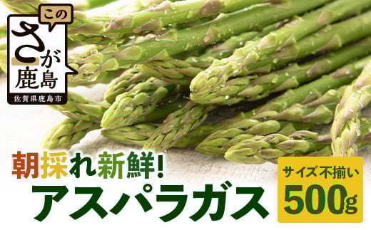 新鮮朝獲れ！！鹿島市産 アスパラガス 合計500g 【美味しい野菜で彩を】アスパラ 野菜 やさい 九州 国産 佐賀