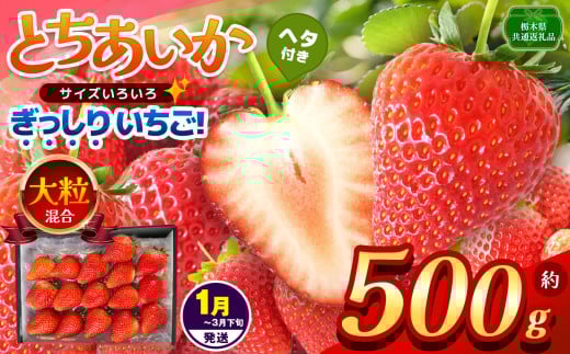 【栃木県共通返礼品】【1~3月発送分】【先行予約】ぎっしり とちあいか 大粒（サイズ不揃い） 約500g | いちご とちあいか ぎっしり サイズ 不揃い 大粒 新鮮 甘い  数量 限定 美味しい 果物 共通返礼品 フルーツ デザート 栃木県 那珂川町 送料無料 2139487 - 栃木県那珂川町