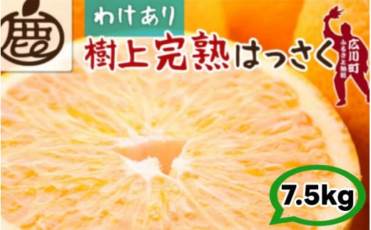 樹上 完熟 はっさく 7.5kg+250g 家庭用 光センサー / 八朔 訳あり 木なり 甘い 和歌山 有田 柑橘 ※4月上旬〜5月上旬に順次発送 ※北海道・沖縄・離島への配送不可 【ikd022-c-7d5B】 2137046 - 和歌山県広川町