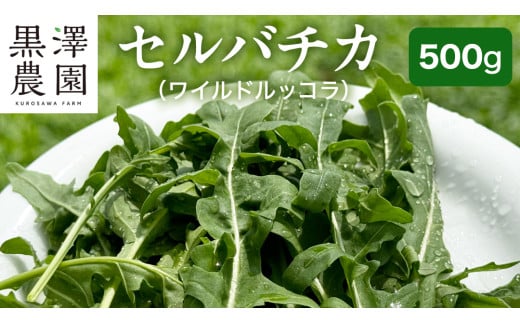 【茨城県】セルバチカ ( ワイルドルッコラ ) 500g サラダ さらだ ルッコラ ハーブ 新鮮 国産 辛い セルバチコ ベビーリーフ イタリア野菜 イタリア料理  イタリアン パスタ 高級 トッピング 大容量 たっぷり