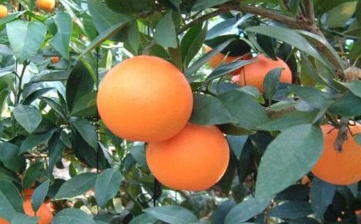 【先行予約】【数量限定】あいか（生果5kg）※離島への配送不可（2025年12月上旬～12月中旬頃に順次発送予定） 【 ふるさと納税 人気 おすすめ ランキング 柑橘 みかん ミカン あいか 愛果 mikan 蜜柑 果物 フルーツ 愛媛県産 愛媛県 伊方町 送料無料 】 IKTBD005