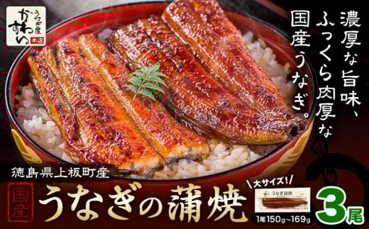 うなぎ屋かわすい 国産うなぎの蒲焼 計3尾 (1尾150g-169g) 川口水産株式会社《30日以内に出荷予定(土日祝除く)》徳島県 上板町 鰻 うなぎ ウナギ 鰻の蒲焼き 蒲焼 蒲焼き 国産 2095316 - 徳島県上板町