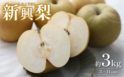 先行予約 新興梨(しんこうなし)3kg|鳥取 果物 くだもの フルーツ なし 梨 和梨 旬 数量限定[41037]