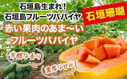 沖縄県石垣市のふるさと納税 フルーツパパイヤ４kg 【 パパイヤ フルーツパパイヤ 果物 くだもの フルーツ 果実 国産  沖縄県 沖縄 石垣 石垣島 石垣市 】ZH-14