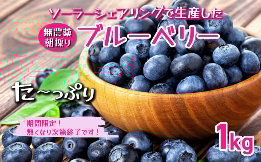 【千葉県香取市産】無農薬　生ブルーベリー1kg　夏季限定 / KTRCQ001 / ブルーベリー 生ブルーベリー 果物 フルーツ