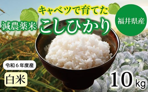 【令和６年度】 福井県産 減農薬米 キャベコシヒカリ 10kg