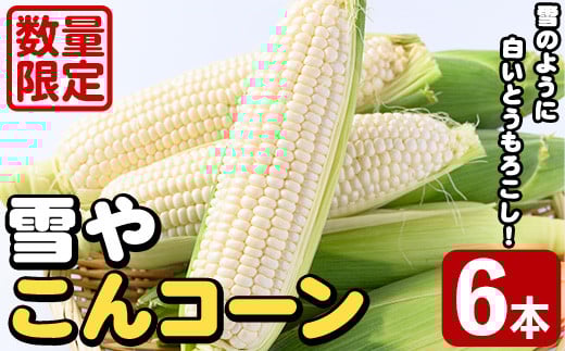 白いとうもろこし「雪やこんコーン」(6本) 国産 トウモロコシ 玉蜀黍 ホワイト コーン 野菜 糖度 夏 イネ科 数量限定 期間限定【うとさんち】akn067-13